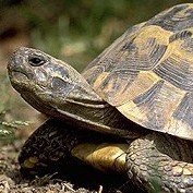Afbeelding bij De Schildpad - kort verhaal